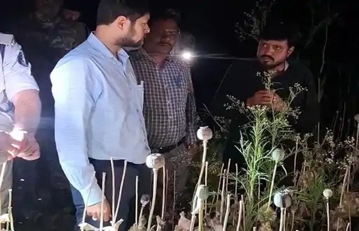 अफीम की खेती का खुलासा करने वाला सरपंच बर्खास्त: चुनावी हलफनामे में आपराधिक मामला छिपाया अफीम की खेती का खुलासा करने वाला सरपंच बर्खास्त: चुनावी हलफनामे में आपराधिक मामला छिपाया