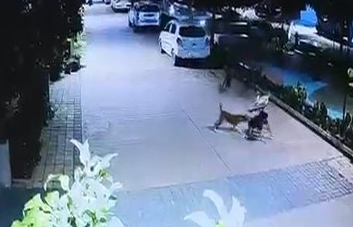 आवारा कुत्तों का आतंक: 5 वर्षीय मासूम पर चार कुत्तों ने किया हमला, CCTV में कैद हुई घटना आवारा कुत्तों का आतंक: 5 वर्षीय मासूम पर चार कुत्तों ने किया हमला, CCTV में कैद हुई घटना